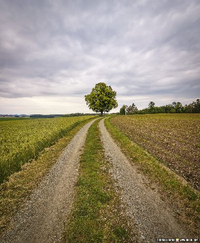 Gemeinde Tyrlaching Landkreis Altötting Rainbichl Aussicht Linde Landschaft (Dirschl Johann) Deutschland AÖ